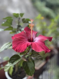 ���~�Ȃ̂Ƀn�C�r�X�J�X